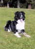 Australian Shepherd Foto: Fly in Davos (ID 16381) Australian Shepherd Hund