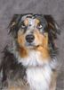 Australian Shepherd Foto: UNSER ARTHOS (ID 20902) Australian Shepherd Hund