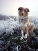 Australian Shepherd Foto: Lizy beim Winterspaziergang (ID 17513) Australian Shepherd Hund