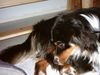 Australian Shepherd Foto: Der Herr des Tisches (ID 9005) Australian Shepherd Hund