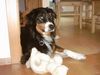 Australian Shepherd Foto: meins (ID 11983) Australian Shepherd Hund