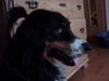 Australian Shepherd Foto: Fast so gut wie Beckham..... (ID 11981) Australian Shepherd Hund
