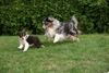 Australian Shepherd Hund