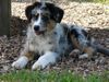 Australian Shepherd Foto: Dulco from Black Boy Country (ID 33357) Australian Shepherd Hund