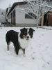 Australian Shepherd Foto: Dundee like snow (ID 30005) Australian Shepherd Hund