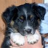 Australian Shepherd Foto: Das ist er............Western recall's Eyes On Eyko (ID 11241) Australian Shepherd Hund