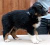 Australian Shepherd Foto: Western Recall's Eyes On Eyko (ID 11414) Australian Shepherd Hund