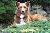 Australian Shepherd Foto: Unsere Enya im Garten (ID 43240) Australian Shepherd Hund