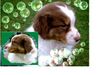Australian Shepherd Foto: Guardian Angel's Estima, 7 Wochen (ID 15511) Australian Shepherd Hund