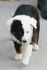 Australian Shepherd Foto: Fifty-Fifty (ID 44730) Australian Shepherd Hund