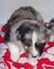 Australian Shepherd Foto: Filou mit 4 Wochen (ID 38113) Australian Shepherd Hund
