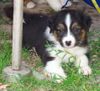 Australian Shepherd Foto: Darling's Finja (ID 44485) Australian Shepherd Hund