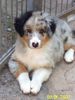 Australian Shepherd Foto: Darling's Bright Flame - Flame (ID 38564) Australian Shepherd Hund