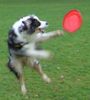 Australian Shepherd Foto: Shanti (ID 40957) Australian Shepherd Hund