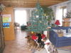 Australian Shepherd Foto: Waiting for.....Christmas! (ID 27676) Australian Shepherd Hund
