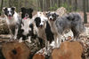Australian Shepherd Foto: Geschwister, 2. Geburtstag (ID 44736) Australian Shepherd Hund