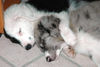 Australian Shepherd Foto: Geschwisterliebe (ID 44732) Australian Shepherd Hund
