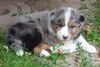 Australian Shepherd Foto: Darling's Gismo (ID 44487) Australian Shepherd Hund