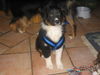 Australian Shepherd Foto: Zessko (ID 27675) Australian Shepherd Hund