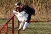 Australian Shepherd Foto: das ist mein australian shepert (ID 21419) Australian Shepherd Hund