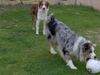 Australian Shepherd Foto: und jetzt hab ich ihn (ID 34626) Australian Shepherd Hund