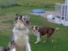 Australian Shepherd Foto: wo fliegt er? (ID 34615) Australian Shepherd Hund