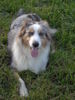 Australian Shepherd Foto: und wenn ich keinen Ball bekomme, lass ich die Zunge hängen und tue so, als hätt ich nur 3 Beine (ID 34861) Australian Shepherd Hund