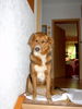 Australian Shepherd Foto: Australian Shepherd Mix Luna (ID 40546) Australian Shepherd Hund