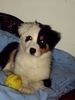 Australian Shepherd Foto: Ballspiel (ID 18270) Australian Shepherd Hund