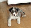 Australian Shepherd Foto: Bailey mit 9 Wochen (ID 38696) Australian Shepherd Hund