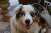 Australian Shepherd Foto: Lovely Workaholic\'s Great Tara - 9 Monate (ID 42614) Australian Shepherd Hund