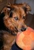 Australian Shepherd Foto: du kriegst ihn nicht!!!! (ID 34875) Australian Shepherd Hund