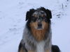 Australian Shepherd Foto: Luke mit 12 Monaten im ersten Schnee (ID 27116) Australian Shepherd Hund