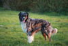 Australian Shepherd Foto: Dakota im Sonnenuntergang (ID 42009) Australian Shepherd Hund