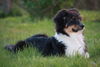 Australian Shepherd Foto: Savage im Garten (ID 42010) Australian Shepherd Hund