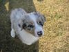 Australian Shepherd Foto: Nasen-Präsentation! (Colonia´s Shiva, 9 Wochen) (ID 30322) Australian Shepherd Hund
