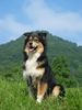 Australian Shepherd Foto: Bohran, der schöne Hollander (ID 22353) Australian Shepherd Hund