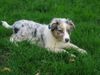 Australian Shepherd Foto: Colonia´s Shiva 14 Wochen (ID 31217) Australian Shepherd Hund