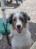 Australian Shepherd Foto: Colonia´s Shiva 4 1/2 Monate (ID 32087) Australian Shepherd Hund