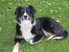 Australian Shepherd Foto: Sandy (ID 26998) Australian Shepherd Hund