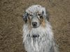 Australian Shepherd Foto: Shiva - Aussie mit Schweine-Gen :-) (ID 33678) Australian Shepherd Hund