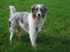 Australian Shepherd Foto: Colonia´s little Bandit - Shiva (ID 33863) Australian Shepherd Hund