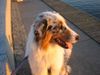 Australian Shepherd Foto: Sundowner Aussie (ID 39821) Australian Shepherd Hund