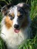 Australian Shepherd Foto: Immer wachsam ! (ID 20019) Australian Shepherd Hund
