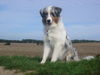 Australian Shepherd Foto: Shiva auf Rügen (ID 35116) Australian Shepherd Hund