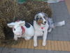Australian Shepherd Foto: Schwein + Hund = Schweinehund :-) (ID 35117) Australian Shepherd Hund
