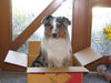 Australian Shepherd Foto: Jakiro umzugsfertig ! (ID 25429) Australian Shepherd Hund