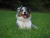 Australian Shepherd Foto: Chica (ID 43914) Australian Shepherd Hund
