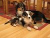 Australian Shepherd Foto: Unsere 2 Aussies, 6 und 2 Monate alt (ID 26867) Australian Shepherd Hund