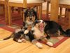 Australian Shepherd Foto: Unsere 2 Aussies, 6 und 2 Monate alt (ID 26868) Australian Shepherd Hund